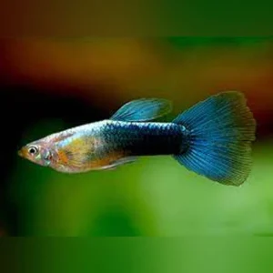 23-13.webp Metallic Blue Guppy (Pair)