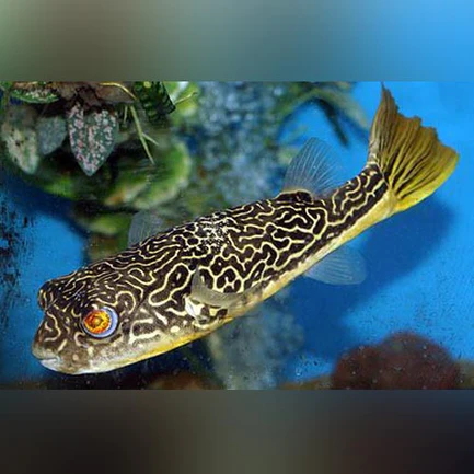 23-2.webp Mbu Puffer