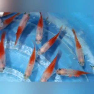 23-3-1.webp Peppermint Platy