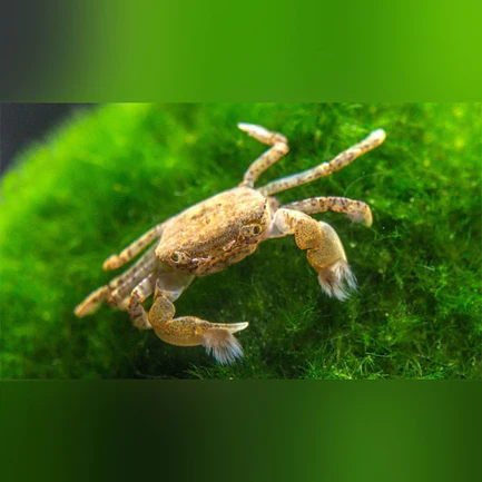 23-3.webp Pom Pom Crab (Freshwater)
