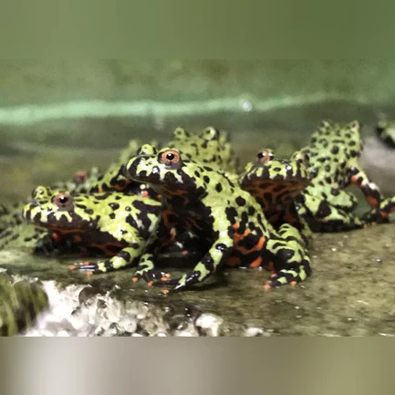 23-4.webp Fire Belly Toad