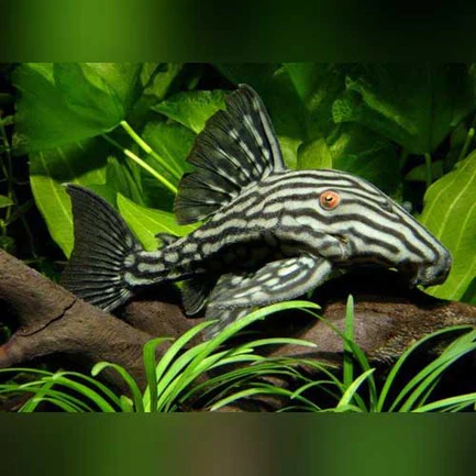 23-5.webp L-191 Broken Line Royal Pleco