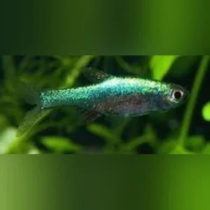 23-6-1.webp Green Axelrodi Rasbora