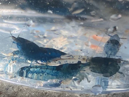 23-7-1.webp Blue Glaze Shrimp