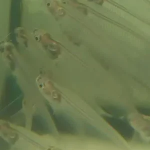 23-7.webp Glass Catfish