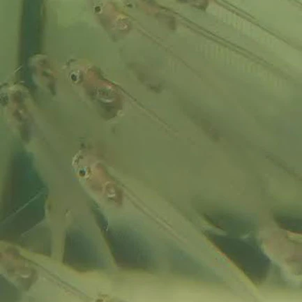 23-7.webp Glass Catfish