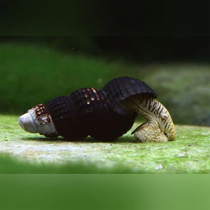 Mini Rabbit Snail