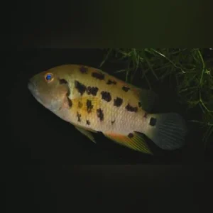 23-9-1.webp Atromaculatus Cichlid