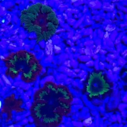 23.1.webp Flower Red Flame Anemone