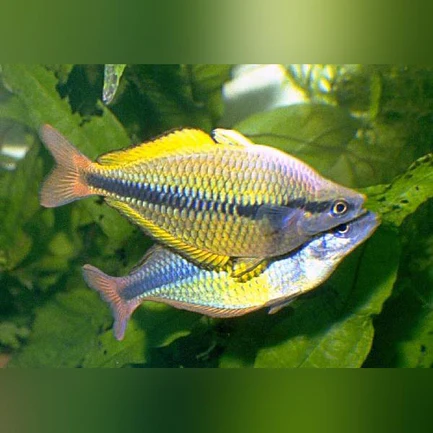 234.webp Yellow Axelrodi Rainbowfish