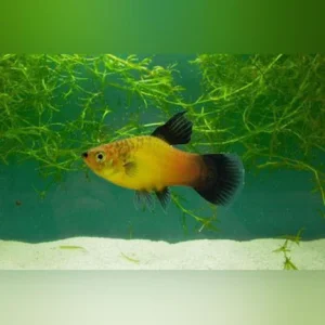 24-1-1.webp Assorted Hifin Platy (Lot of 6)