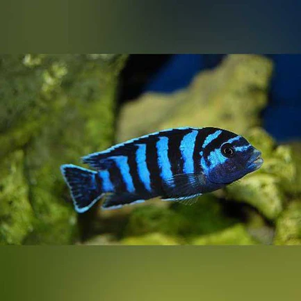 24-1.webp Demasoni Cichlid