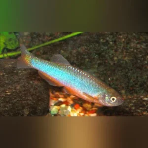 24-10.webp Purple Passion Danio