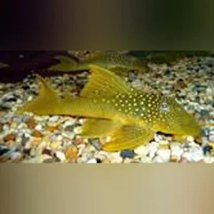 24-2-1.webp L-200 Green Phantom Pleco