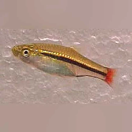 24-3-1.webp Borapetetensis Rasbora