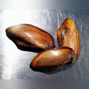 24-3.webp Freshwater Gold Clam