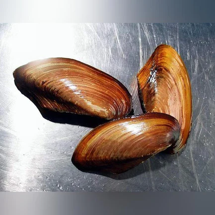 24-3.webp Freshwater Gold Clam