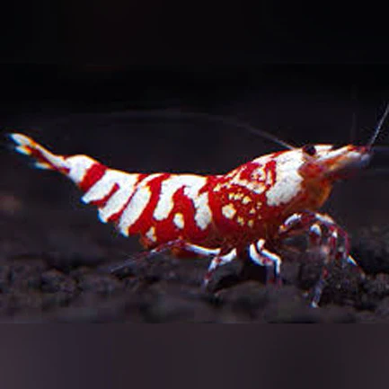 24-4.webp Red Tiger Shrimp Grade S