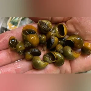 24-5.webp Jade Mystery Snail