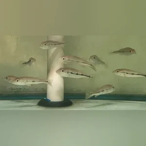 24-6-1.webp Azul Peacock Bass