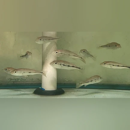 24-6-1.webp Azul Peacock Bass