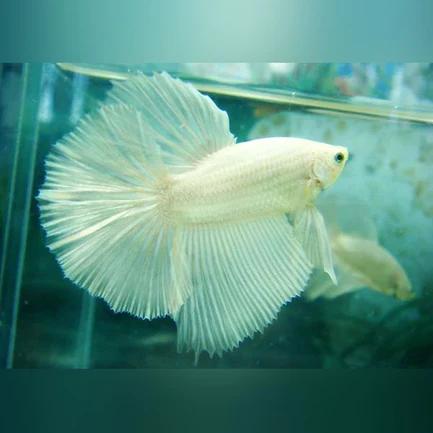 24-6.webp Platinum White Halfmoon Betta