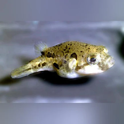 24-8.webp Indian Pea Puffer
