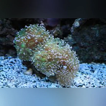 24.webp Frogspawn Branch Coral