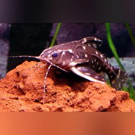 243.webp Spotted Raphael Catfish