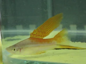 Hi Fin Neon Swordtail