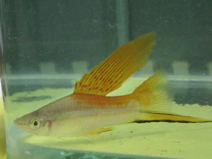 244.webp Hi Fin Neon Swordtail