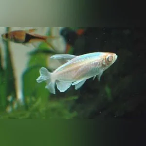 249.webp Congo Tetra Albino