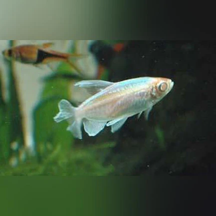 249.webp Congo Tetra Albino