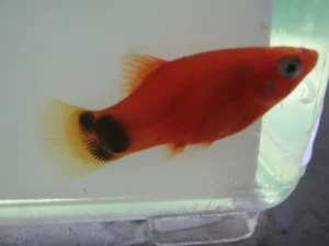 25-1-1.webp Red Mickey Mouse Platy