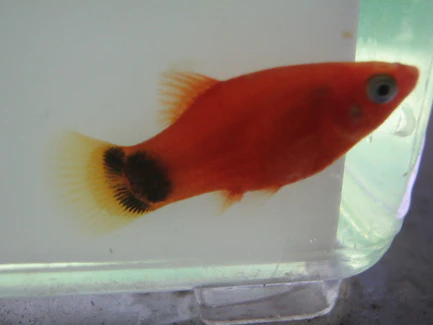 25-1-1.webp Red Mickey Mouse Platy