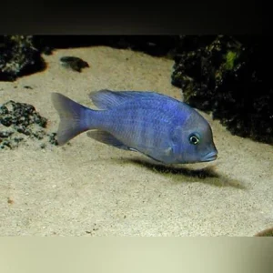 25-1.webp Dolphin Cichlid
