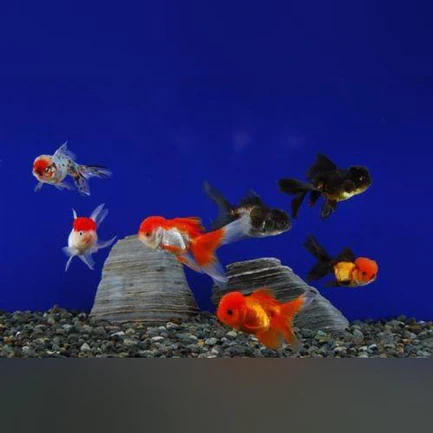 25-11.webp Red Oranda Goldfish