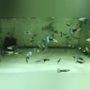 25-12.webp Neon Blue Tuxedo Guppy (Pair)