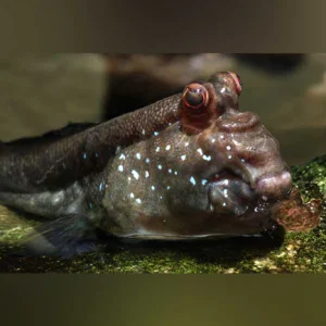 Mudskipper African
