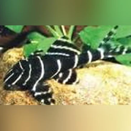 25-3.webp L-204 Emperor Pleco