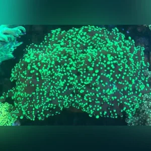 Frogspawn Coral