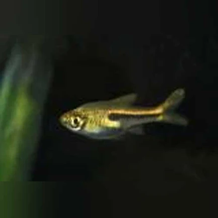 25-4.webp Ornate Dwarf Rasbora