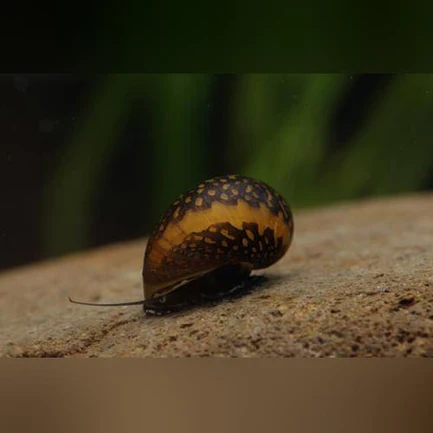 25-5.webp Batik Snail