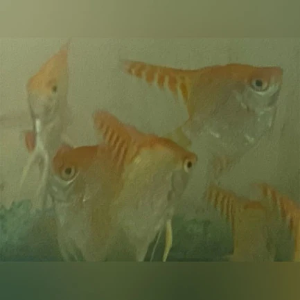 251.webp Red Head Angelfish