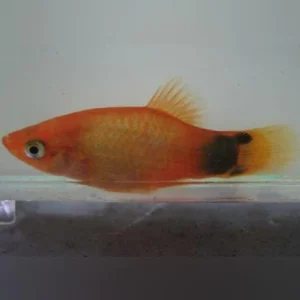 255.webp Assorted Mickey Mouse Platy (Lot of 6)