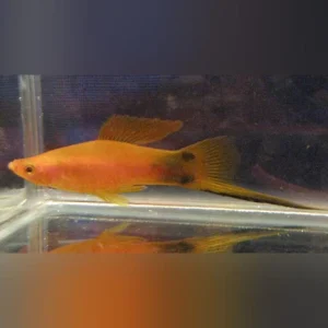 258.webp Red Mickey Mouse Swordtail