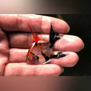 259.webp Red Devil Angelfish