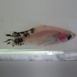 26-1-1.webp Dalmatian Platy
