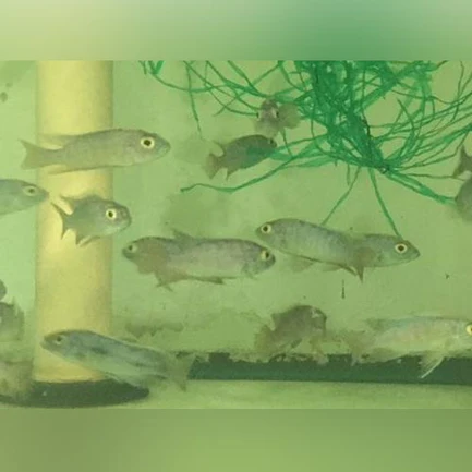 26-1.webp Electric Blue Cichlid