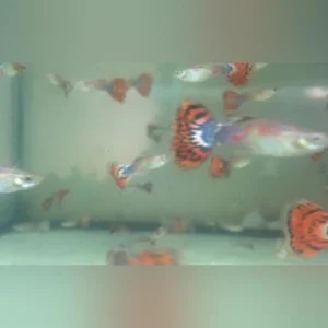 26-12.webp Orange Variegated Guppy (Pair)